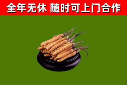 灵丘县回收散虫草