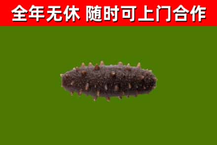 灵丘县回收海参干